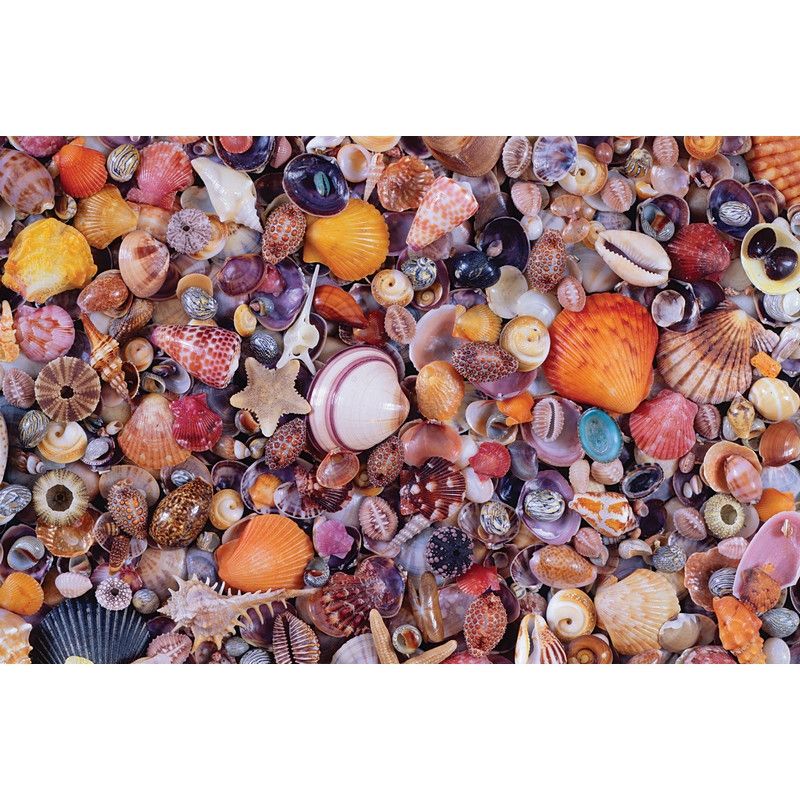 Puzzle 1000 Coquillages Piatnik Ikaipaka jeux & jouets Royan