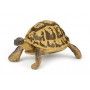 Tortue d'hermann papo Papo Ikaipaka jeux & jouets Royan