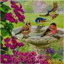 Crystal Art Baignade Oiseaux Oz Ikaipaka jeux & jouets Royan