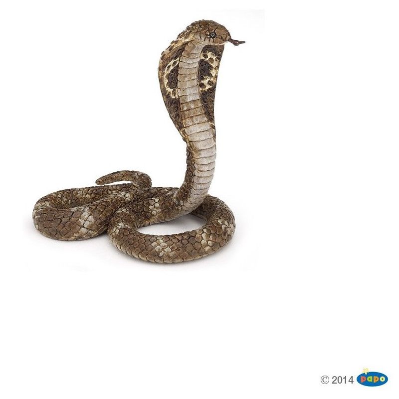 Cobra Royan Papo - IkaIpaka Royan
