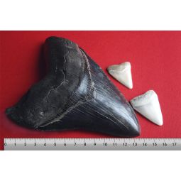 Mégalodon Papo Papo Ikaipaka jeux & jouets Royan