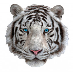 Puzzle 300p I AM Mini Tigre Blanc - IkaIpaka Royan