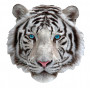 Puzzle 300p I AM Mini Tigre Blanc - IkaIpaka Royan